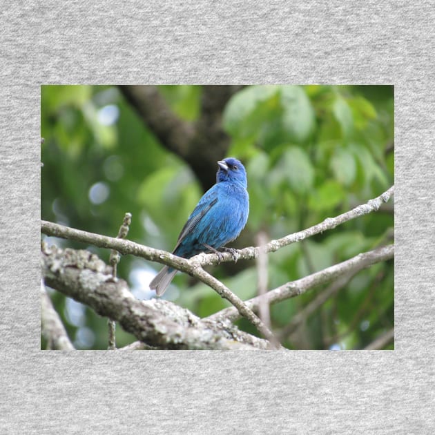 Indigo Bunting by StormFroggo